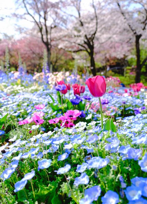 春爛漫☆フラワーガーデンを巡る旅【1】よみうりランド花の庭園「HANA・BIYORI」へ
