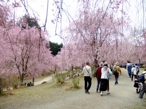 1000本のしだれ桜