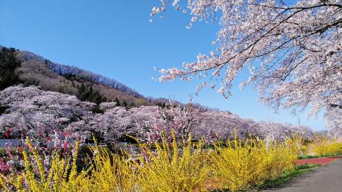 2024年4月10日満開の桜名所100選 白石川堤一目千本桜～船岡城址公園～白石城、宮城の春百花繚乱