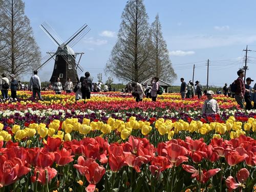 千葉県柏市「あけぼの山農業公園」のチューリップを見てきました／2024年4月13日／サイクリング