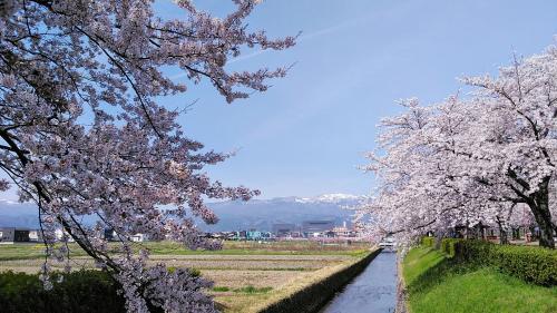 2024年4月10日～うつくしま福島の春(2)満開の桜二本松市～福島市～白河市　リッチモンドホテル泊