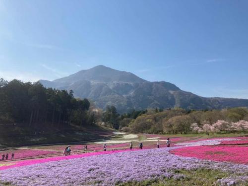 羊山公園の桜と芝桜