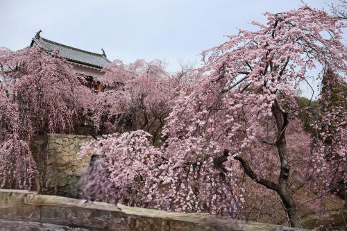 2024信州の桜①　上田城址公園・北国街道柳町・常田館製糸場見学、お宿は別所温泉　