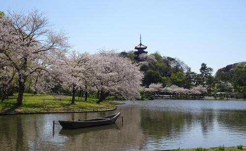 横浜・三渓園　さくら　2024年