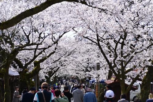 がいせん桜と真庭のグルメ