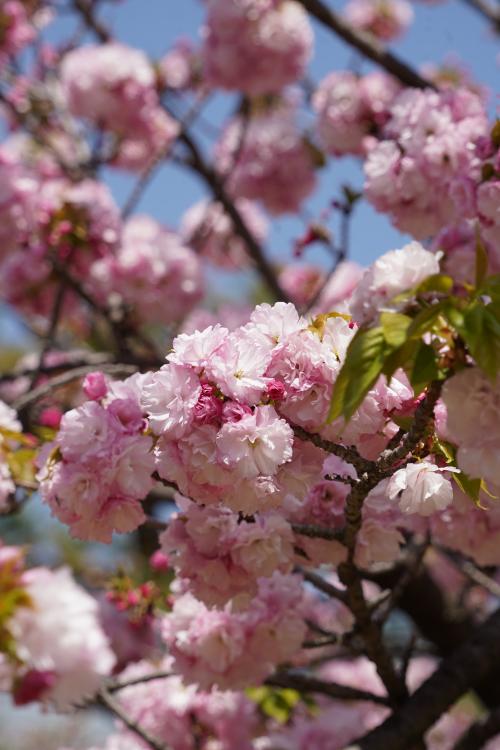 20240414-1 汐留 染井吉野が散り始めたならば、浜離宮庭園には八重桜の季節