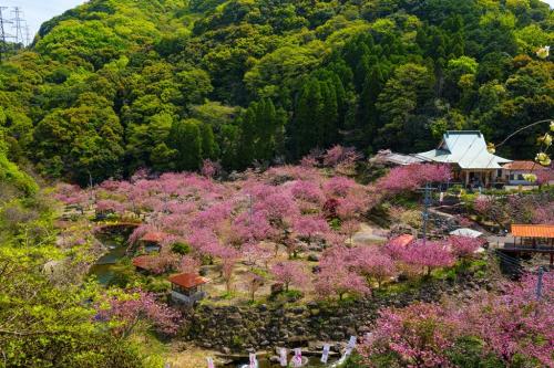 一心寺の八重桜　2024