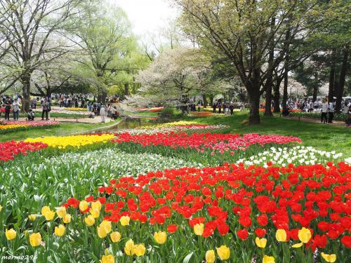 昭和記念公園のさくらとチューリップ