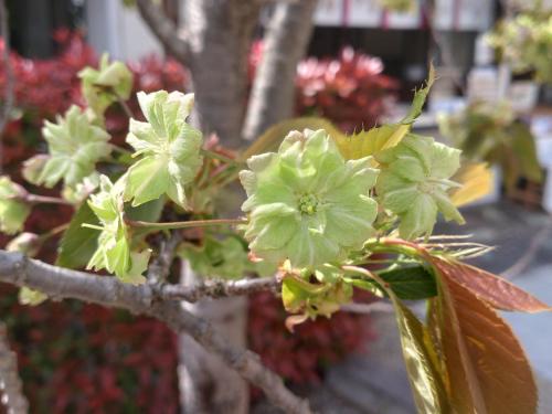 【ここにだけお出掛け】花見にお出掛け &lt;二川伏見いなり&gt;