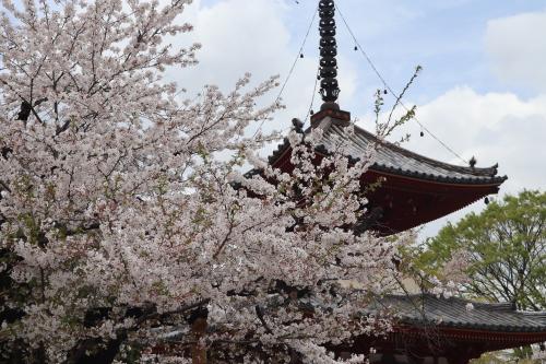 春の川越（前半）☆川越八幡宮・喜多院☆寿庵 喜多院店☆2024/04/12