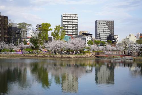 2024　大川のさくら散歩（都島橋より下流側の左岸）