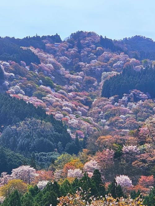 憧れだった吉野の桜～奈良・三重・愛知旅vol.1