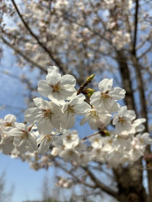 春の韓国5泊6日ソウル編