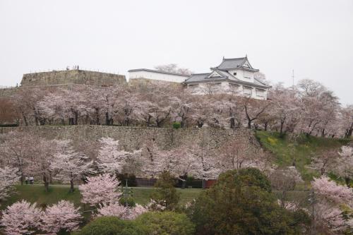 岡山・醍醐の桜を求めて（津山城）