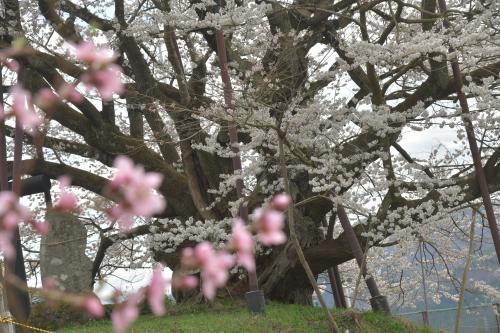 頑張れ! “千年の時を超えて生きる神代桜”