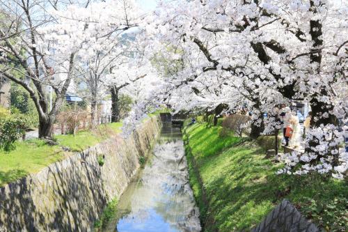 【4/7　京都】　満開の桜の下、哲学の道→南禅寺→平安神宮を散策してきました