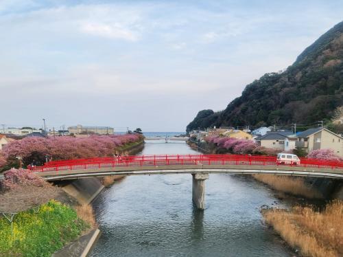 【桜舞う伊豆旅&#39;24】花と団子を愛でる旅&#x2661;河津＆下田＊DAY3