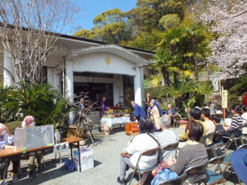 光明寺桜祭りと国府津山散歩