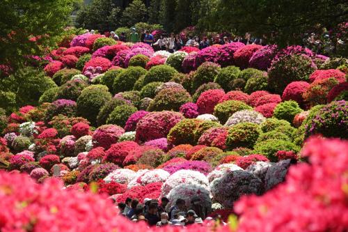 根津神社ツツジ祭り2024