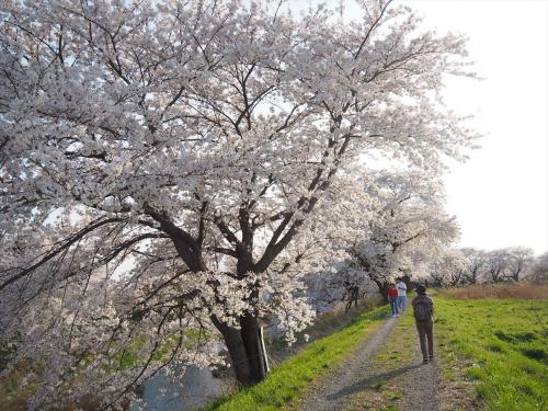 桜を追って福島へ① 南湖公園・白河小峰城跡→霞ヶ城→開成山公園・藤田川ふれあい桜