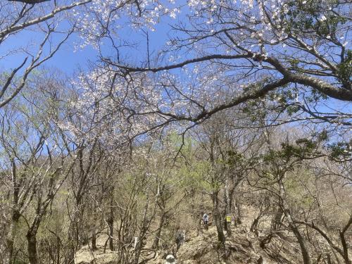 桜咲く春の大山