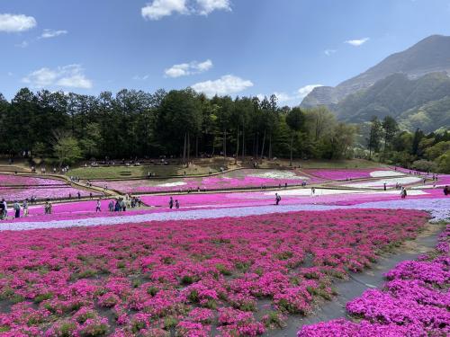 リアルタイム！いま芝桜はこんな感じ♪♪黄色のラビューに乗って