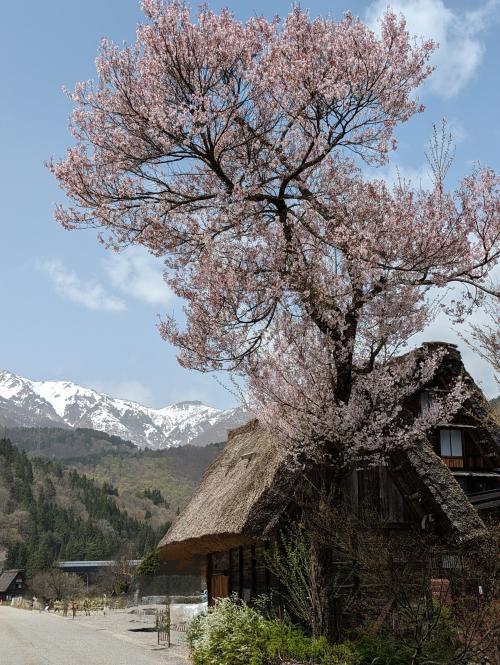 リベンジ叶う　やっと来られた 白川郷は 雪山＆合掌造り&amp;桜&amp;鶯　の最強コラボでした♪