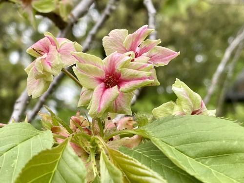 奈良　春日大社　萬葉植物園「御衣黄桜」・藤棚～京都　国宝の五重塔・海住山寺へ