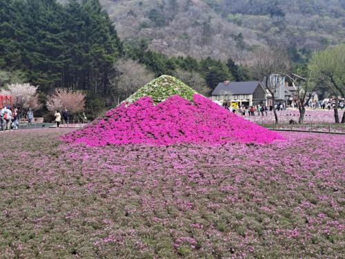 富士本栖湖リゾートの富士芝桜まつり