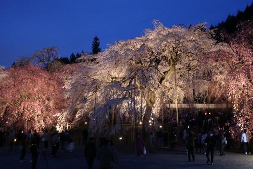 春うらら、早咲きのしだれ桜を求めて、東へ西へ　2024年春 