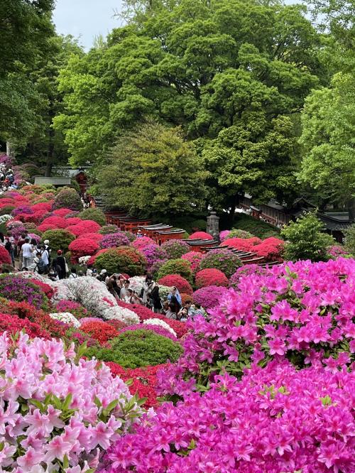 つつじまつり開催中の根津神社つつじ苑