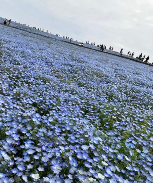 早起きして国営ひたち海浜公園のネモフィラ観賞。帰路、鹿島神宮～香取神宮も参拝！