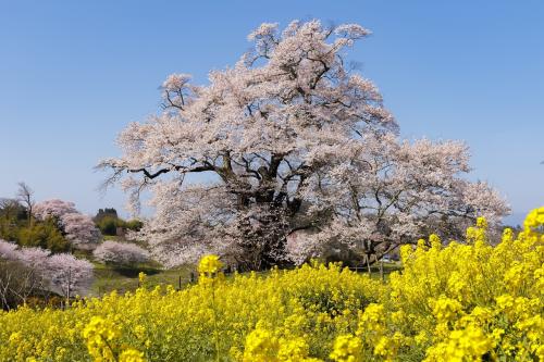 桜の王国 福島を巡る弾丸撮影行