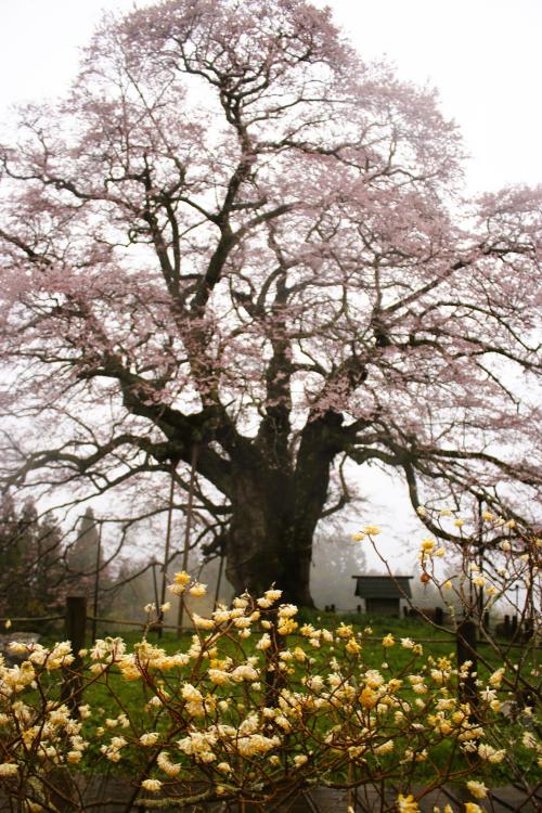 岡山・醍醐の桜を求めて（醍醐桜）