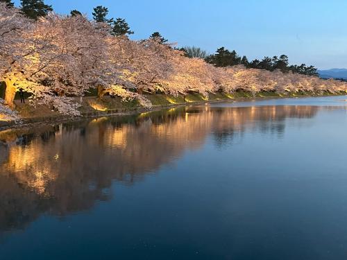 シニアの2024　圧巻！弘前城の桜と岩木山ネックレスロードのヤマザクラに酔い、足元湧出蔦温泉を堪能する（１）（弘前城夜桜）