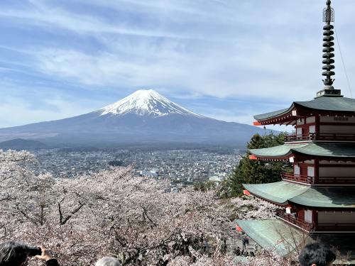 2024年　感動の富士山そして満開の新倉山浅間公園と河口湖周辺桜名所めぐり1day trip！