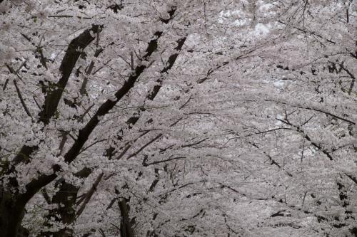 2024桜紀行_東北弘前編