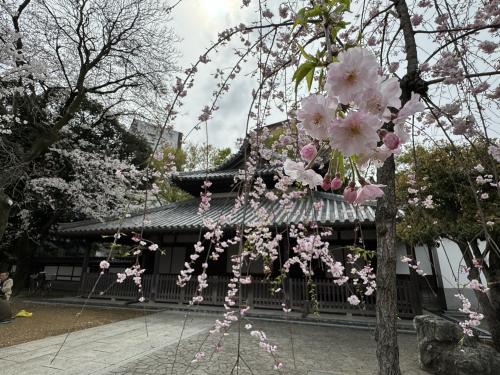 【埼玉】桜？鯉のぼり？それとも食べ歩き？…多くの観光客で賑わう川越のまち