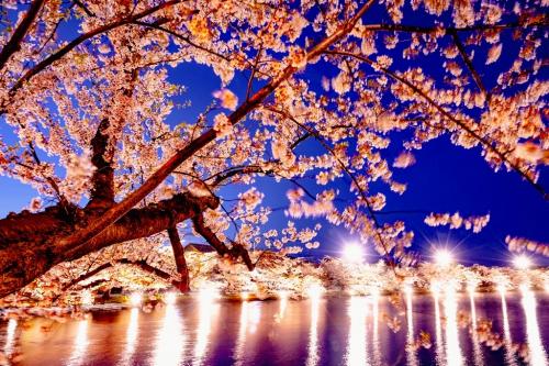 弘前城公園の夜桜　2024