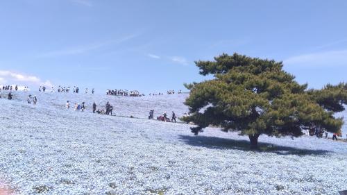 青の絶景 ★ ひたち海浜公園のネモフィラ