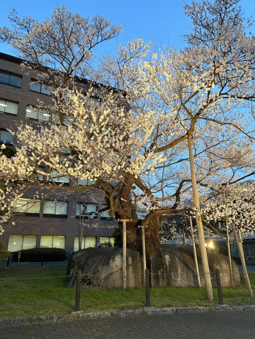 盛岡の桜を楽しむ