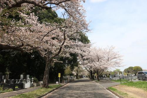 【記録用　毎年恒例のご近所花見】桜の花が残っていたので急遽花見決行。