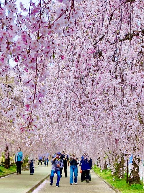 2024春花見のラストは、「日中線しだれ桜」