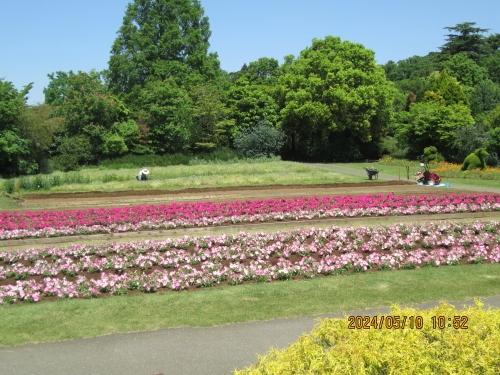 野田市の清水公園・花ファンタジー・2024年