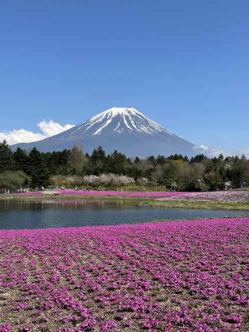 富士山麓芝桜&#127800;