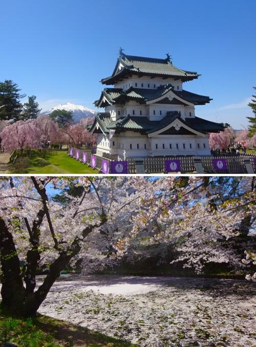 弘前公園の桜と花筏を見たのは１時間少々で物足りないけれど、それなりの桜を見たからいいことにしよう。