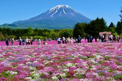 富士山と芝桜を見に日帰りバスツアーに参加、おまけに白いネモフィラも