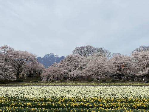 ショートトリップ・実相寺の神代桜