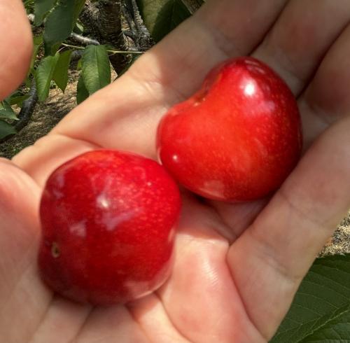 さくらんぼを買いに2024&#127826;青森県八戸市で1泊2日(前編)