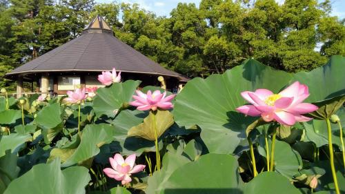 2024年7月7日～千葉公園の二千年前から咲く神秘の大賀ハス、千葉神社、京成ホテルミラマーレ泊